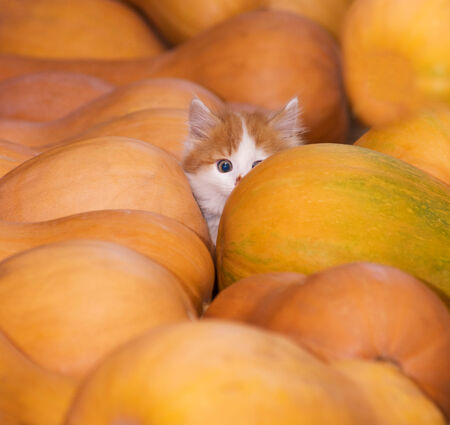 playing with a catの写真素材