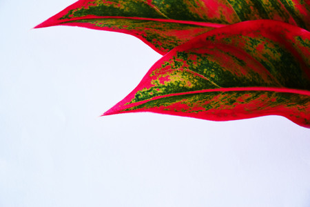 Aglaonema leaf on white background. The leaves are green, yellow, red, pink. Image has copy space.の写真素材