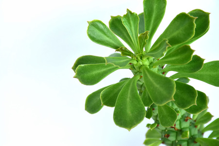 Closeup tree top of Polynesian Foot Fern or Giant Hare's-Foot on white background and copy spaceの写真素材