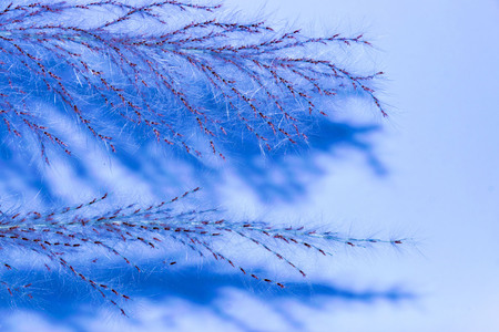 design flowers grass has blue imageの写真素材