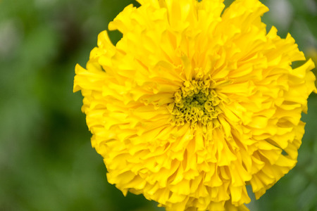 Marigold flowers and blur nature backgroundの写真素材