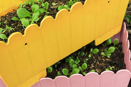 Pots with seedlings inside.の写真素材