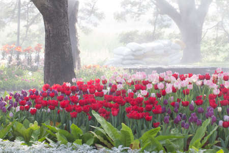 Row of colorful tulips in park.の写真素材