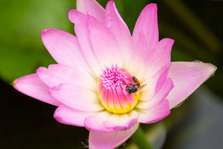 Bee gathering nectar from pink lotus.の写真素材