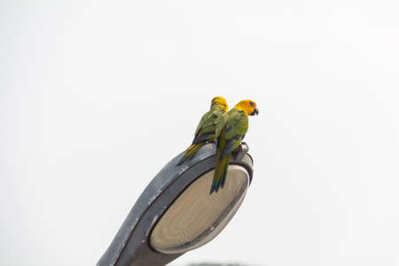 Two parrot on Light Street.