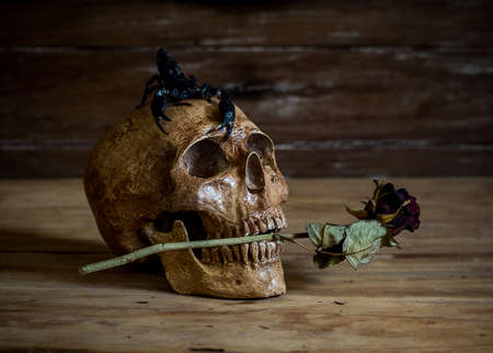 Still life.Skull and Rose periods with a scorpion on the head.の写真素材