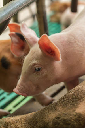 Newborn pigs are trying to suckle from its mother pig.