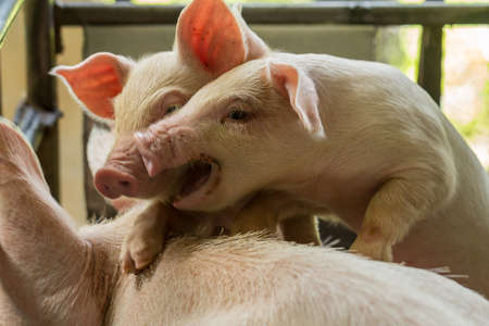 Newborn pigs are trying to suckle from its mother pig.の写真素材