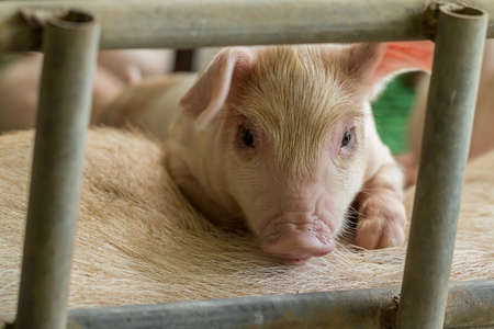 Newborn pigs are trying to suckle from its mother pig.の写真素材