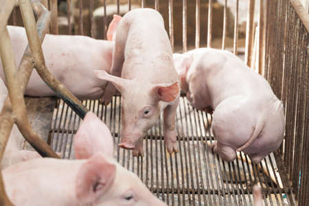 Little pigs playing happily