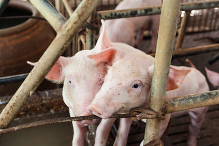 Little pigs playing happilyの写真素材