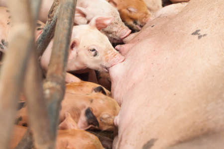 Little pig feeding pigs are brought togetherの写真素材