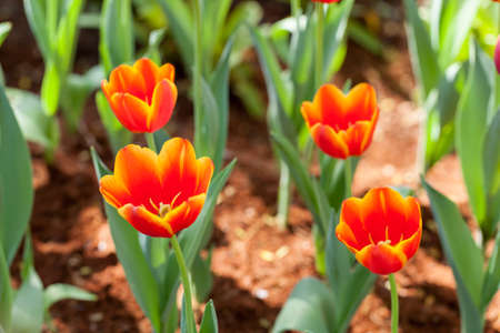 Beautiful orange tulips planted in the garden decorationsの写真素材