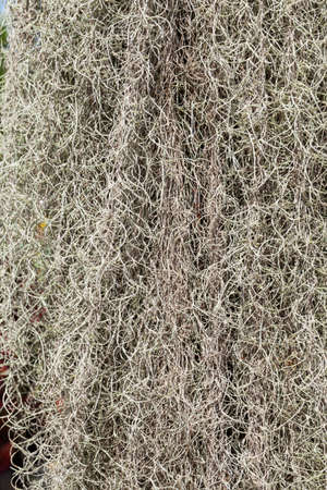 Spanish moss growing in the garden are beautifully decorated