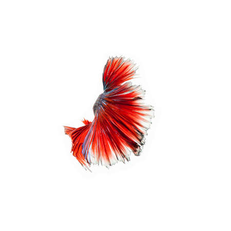 fighting fish. Beautiful colorの写真素材