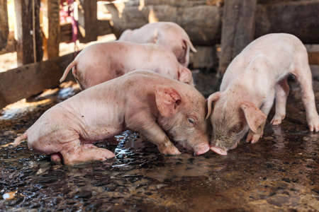 Newborn pigs are playing with the right to water
