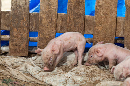 Pork took a walk for a newborn to sleep on a fold