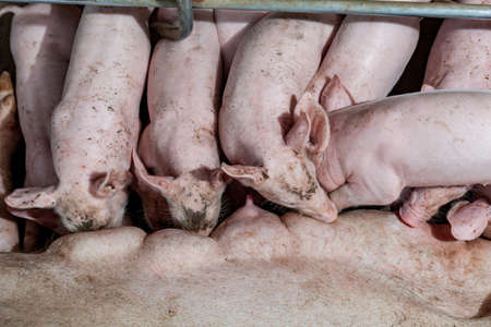 Newborn piglets are trying to suckle from its mother pig. Scramble for the newborn piglet suckling...
