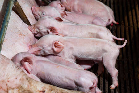 Newborn piglets are trying to suckle from its mother pig. Scramble for the newborn piglet suckling...