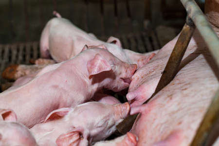 Newborn piglets are trying to suckle from its mother pig. Scramble for the newborn piglet suckling pig mother.の写真素材