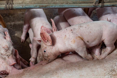 Pig races are breastfed newborn pigsの写真素材