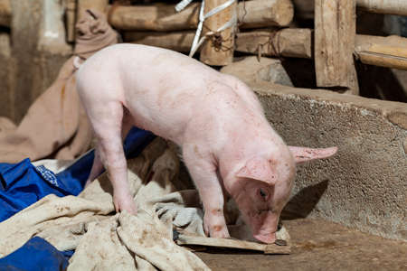 Newborn piglets are playing with the fabric surface