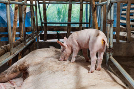 Piglet birth mother to stand on a pigの写真素材