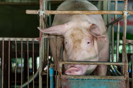 Mother pig stands in a paddock with outward