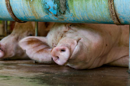 Mother pigs are sleeping in the stables