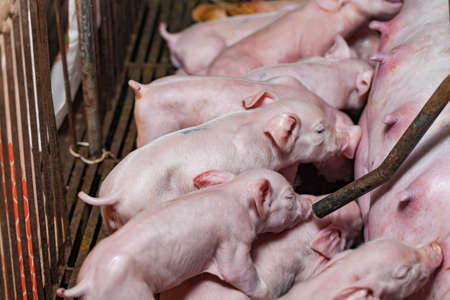 Newborn piglets fed milk from the mother pig, then fell asleep.stall.の写真素材