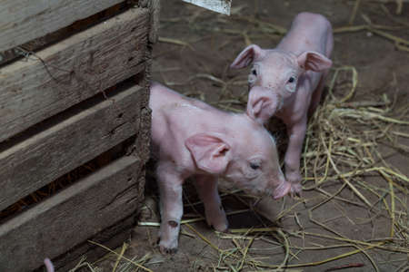 Newborn piglet Walk inside the pigsty.の写真素材