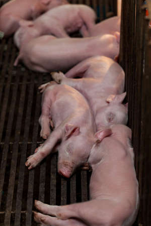 Newborn piglet After suckling pig was sleepingの写真素材