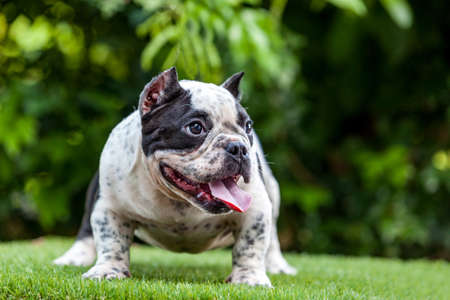Pit Bull dog cute, curious gesture on the grass.の写真素材