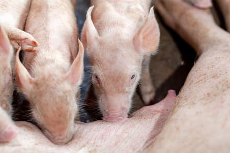 A newborn piglet is sucking milk from a mother pigの写真素材