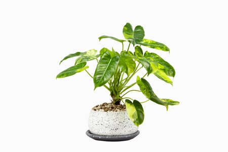 Philodendron Burle Marx Variegated, beautiful decorationの写真素材