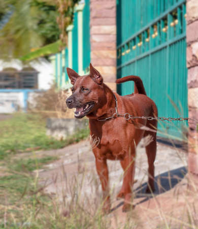 Dog guard at the front of the house.