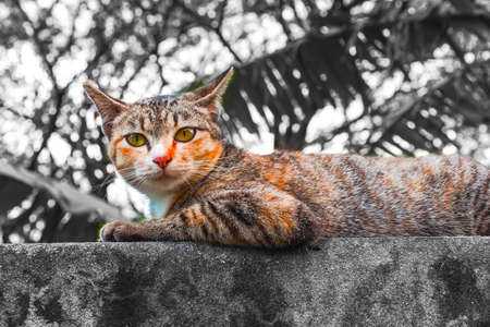 gray cat sitting on brick wallの写真素材