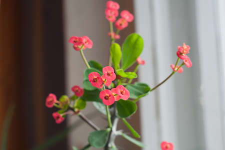 beautiful red flowerの写真素材