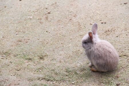 Brown Rabbitの写真素材