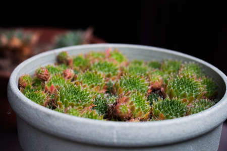 Mini cactus in a white potの写真素材