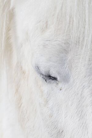 White Icelandic Horse, Close up of eyeの写真素材