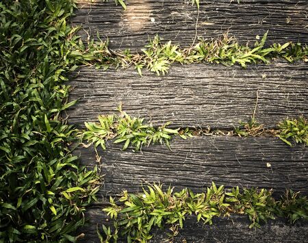 Wooden walk path background with grassの写真素材