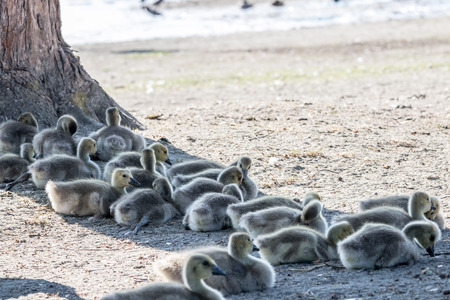 A group of ducks are sleeping and take a rest under the shade near Deer Lake Park in Burnaby, Vancouver, Canadaの写真素材