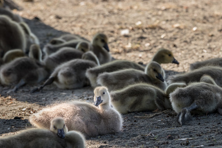 A group of ducks are sleeping and take a rest under the shade near Deer Lake Park in Burnaby, Vancouver, Canadaの写真素材