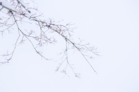 Close up of Branches of trees and bushes covered with snow inの写真素材