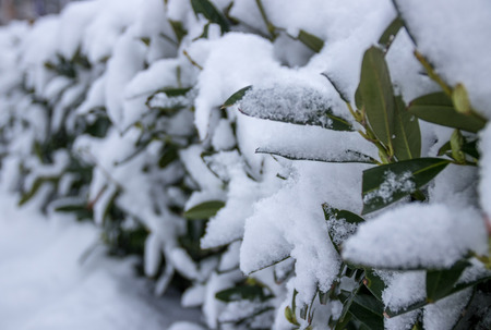 Close up of tree branchs cover with snow while it has a heavy snow storm in Vancouver, Canadaの写真素材