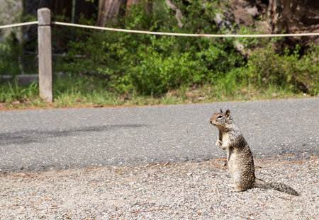 Squirrel in Yosemite National Parl , California, USAの写真素材