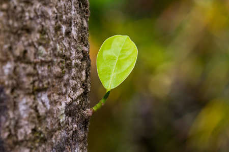 put forth fresh leaves of treeの写真素材