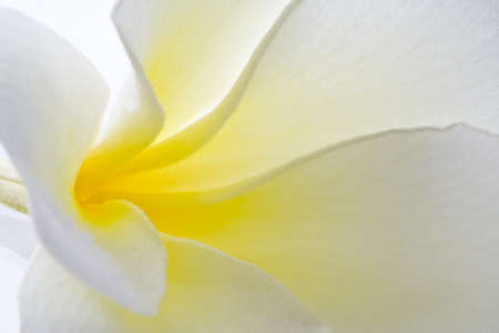  Macro photography Frangipani on white background の写真素材