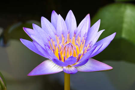 Purple lotus flower, pollen golden yellow with a dark backgroundの写真素材